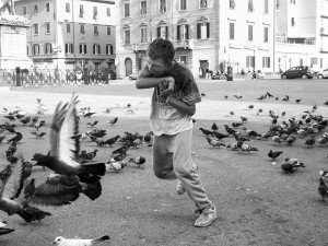 pigeons pigeons