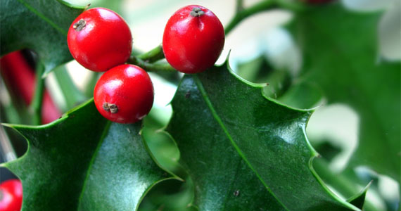 Holly
