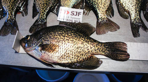 15-3/8" Crappie