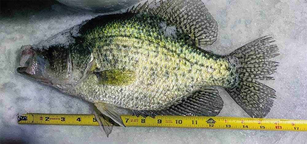 Justin's Big Crappie